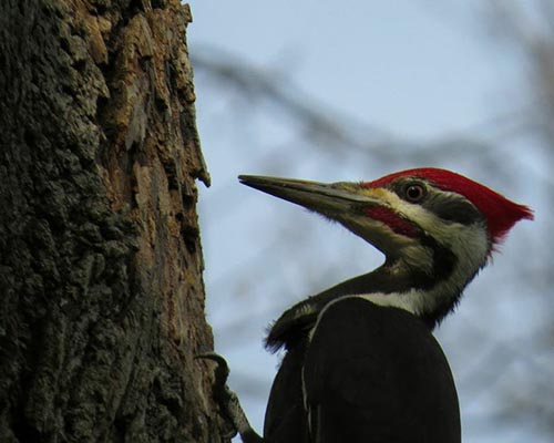 Pileated Woodpecker	